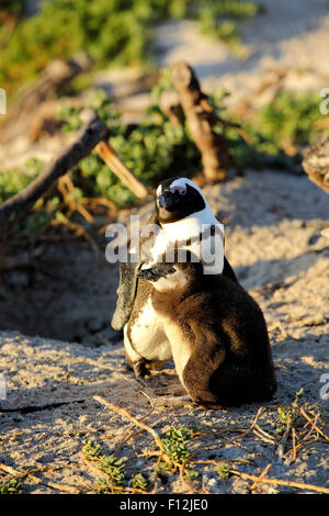 Pinguino africano (Spheniscus demersus) madre e chick a Boulders Beach colony, Città di Simon Foto Stock