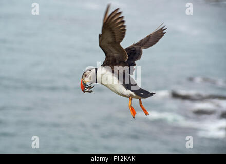 Puffin in volo con cicerelli in bocca Foto Stock