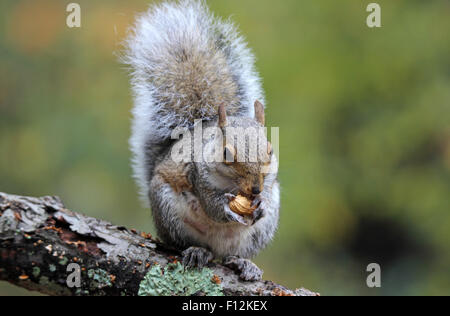Un grigio orientale scoiattolo (Sciurus carolinensis) seduto su un ramo in caduta, mangiando un dado. Foto Stock
