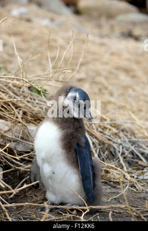 Pinguino africano (Spheniscus demersus) neonata pulcino malteria Foto Stock