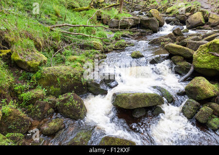 Scorrimento veloce flusso che scorre sulle rocce. Burbage Brook, Padley Gorge, Derbyshire, Parco Nazionale di Peak District, England, Regno Unito Foto Stock