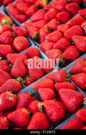 Fragole organico, il Mercato degli Agricoltori, Santa Barbara, California Foto Stock