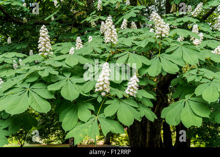 Ippocastano foglie e fiori Foto Stock