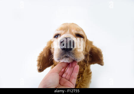 Carino sonno rilassante English Cocker Spaniel cucciolo di fronte a uno sfondo bianco con la mano la scalfittura Foto Stock