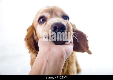 Carino sonno rilassante English Cocker Spaniel cucciolo di fronte a uno sfondo bianco con la mano la scalfittura Foto Stock