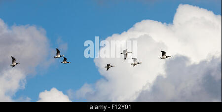 Barnacle Goose (Branta leucopsis) Foto Stock