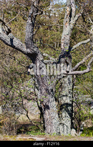 Ontano europeo (Alnus glutinosa) Foto Stock