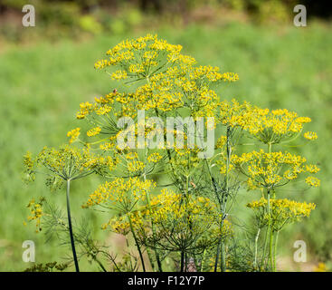 Fiori di aneto (Anethum graveolens) Foto Stock