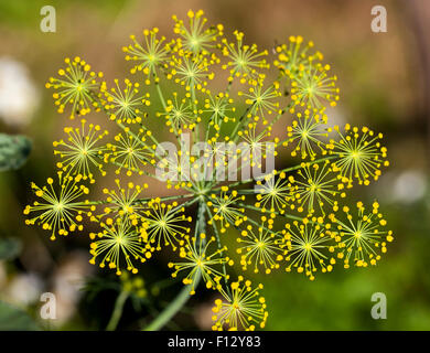 Fioritura di aneto (Anethum graveolens) Foto Stock