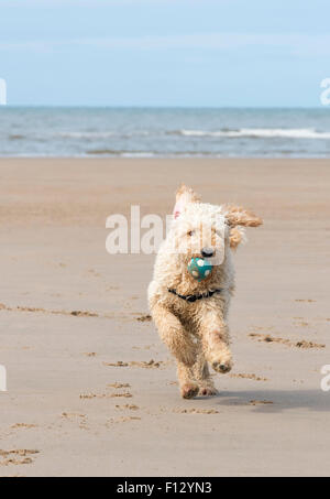 Labradoodle cane che corre su di una spiaggia di sabbia che porta una palla nella sua bocca. Blackpool Lancashire Foto Stock