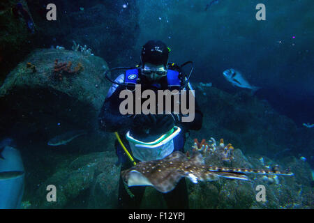 Scuba Diver alimentando il pesce presso il National Marine Aquarium , Plymouth, Devon, Inghilterra, Regno Unito. Foto Stock