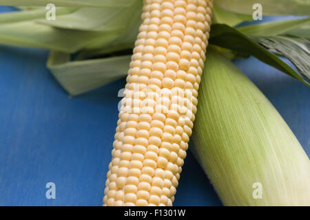 Zea mays. Appena raccolto sulla pannocchia di mais su uno sfondo blu. Foto Stock