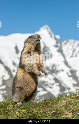 Alpine marmotta (Marmota marmota) in piedi nella parte anteriore del Großglockner, Alti Tauri Parco Nazionale della Carinzia, Austria Foto Stock