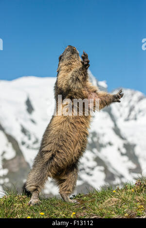 Alpine marmotta (Marmota marmota) in piedi nella parte anteriore del Großglockner, Alti Tauri Parco Nazionale della Carinzia, Austria Foto Stock