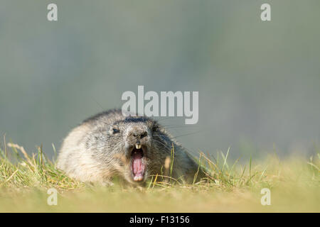 Sbadigliare alpine marmotta (Marmota marmota), Alti Tauri Parco Nazionale della Carinzia, Austria Foto Stock