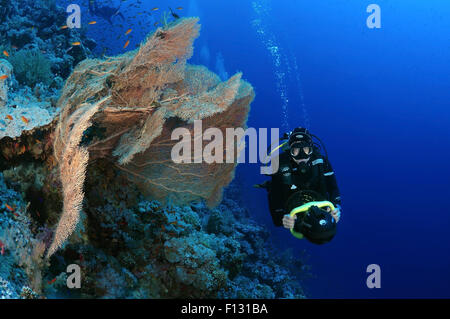 Mar Rosso, Egitto. 15 ottobre, 2014. Diver guarda al corallo gorgonia viola seafan (Gorgonia flabellum) Mare Rosso, Egitto, Africa © Andrey Nekrasov/ZUMA filo/ZUMAPRESS.com/Alamy Live News Foto Stock
