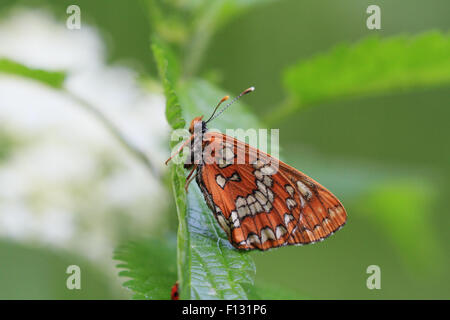 Scarsa Fritillary (Euphydryas maturna) Foto Stock