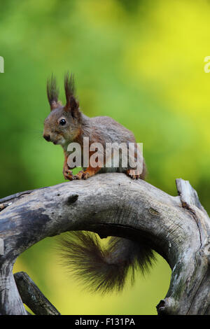Eurasian Red Squirrel (Sciurus vulgaris) Foto Stock