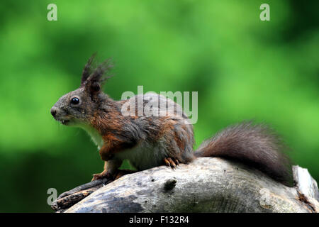 Allarme rosso eurasiatico scoiattolo (Sciurus vulgaris) Foto Stock