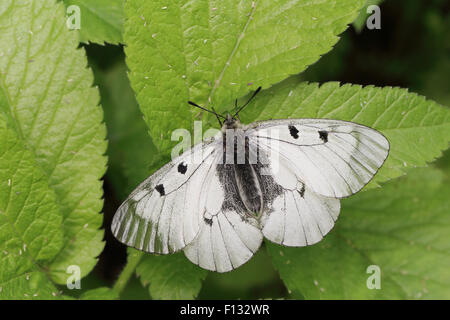 Offuscato Apollo (Parnassius mnemosyne). La specie è elencata come NT (vicino a rischio) nell'IUCN global elenco rosso. Foto Stock