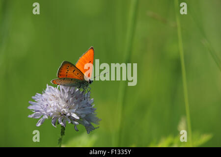 Maschio in rame di grandi dimensioni (Lycaena dispar) Foto Stock