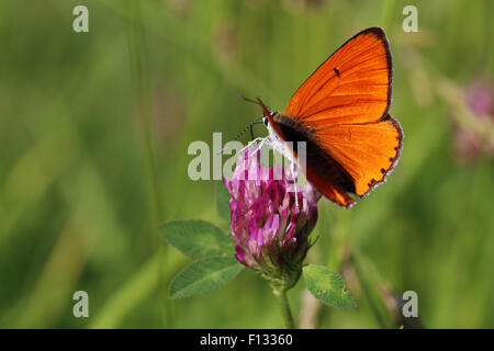 Maschio in rame di grandi dimensioni (Lycaena dispar) Foto Stock