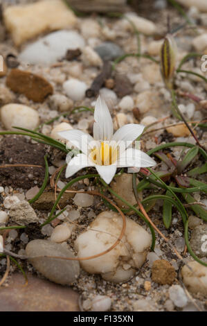 Romulea bulbocodium crescendo in sabbia, il Parque Natural do Sudoeste Alentejano e Costa Vicentina, Portogallo. Aprile. Foto Stock