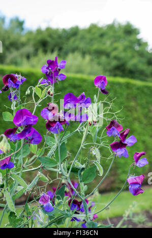 Viola sweetpeas Foto Stock