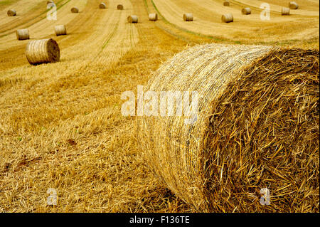 Le balle di paglia in campo nel Devon UK Foto Stock