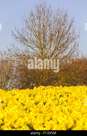 Un basso vista di un albero in un campo di narcisi in sole di primavera. Foto Stock