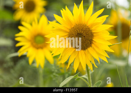 Una completa immagine di panorama di due belle giallo girasole teste, visto dalla parte anteriore. Foto Stock
