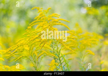 Bel colore giallo oro fiori che sbocciano. Bellissimi fiori d'autunno. Foto Stock