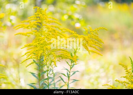 Bel colore giallo oro fiori che sbocciano. Bellissimi fiori d'autunno. Foto Stock