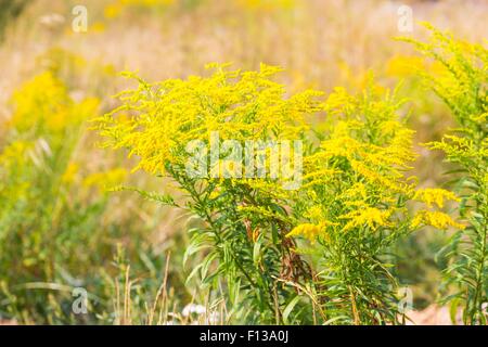 Bel colore giallo oro fiori che sbocciano. Bellissimi fiori d'autunno. Foto Stock