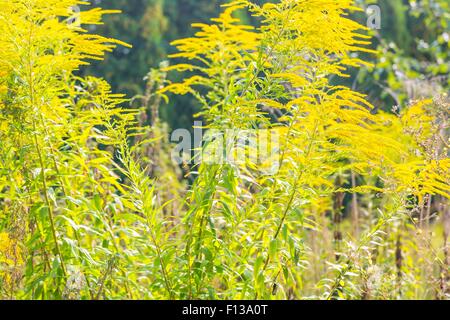 Bel colore giallo oro fiori che sbocciano. Bellissimi fiori d'autunno. Foto Stock