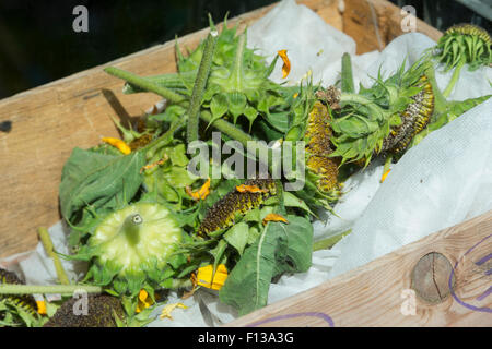 Helianthus annuus. Tagliare i girasoli andato a seme in un capannone. La raccolta e il salvataggio di semi di fiori Foto Stock