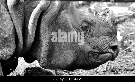 Rhinoceros Close Up in bianco e nero Foto Stock