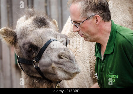 Londra, Regno Unito. 26 Ago, 2015. I custodi del giardino zoologico pesare e misurare un 750kg Bactrian Camel durante la Zoological Society di Londra (ZSL) annuale pesare animali-in presso lo Zoo di Londra Credito: Guy Corbishley/Alamy Live News Foto Stock