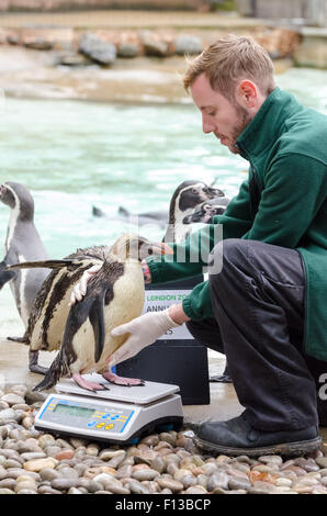 Londra, Regno Unito. 26 Ago, 2015. Zookeeper Karl Ashworth pesa un pinguino saltaroccia come la Zoological Society di Londra (ZSL) esegue la sua annuale pesare animali-in presso lo Zoo di Londra. Credito: Guy Corbishley/Alamy Live News Foto Stock