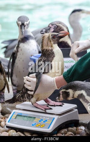 Londra, Regno Unito. 26 Ago, 2015. Zookeeper Karl Ashworth pesa un pinguino saltaroccia come la Zoological Society di Londra (ZSL) esegue la sua annuale pesare animali-in presso lo Zoo di Londra. Credito: Guy Corbishley/Alamy Live News Foto Stock