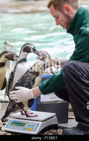 Londra, Regno Unito. 26 Ago, 2015. Zookeeper Karl Ashworth pesa un pinguino saltaroccia come la Zoological Society di Londra (ZSL) esegue la sua annuale pesare animali-in presso lo Zoo di Londra. Credito: Guy Corbishley/Alamy Live News Foto Stock