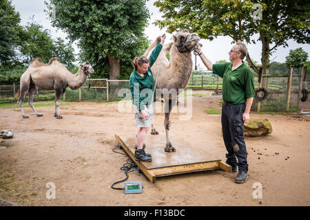 Londra, Regno Unito. 26 Ago, 2015. I custodi del giardino zoologico pesare e misurare un 750kg Bactrian Camel durante la Zoological Society di Londra (ZSL) annuale pesare animali-in presso lo Zoo di Londra Credito: Guy Corbishley/Alamy Live News Foto Stock