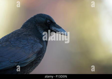 Ritratto di Carrion Crow / Rabenkrähe ( Corvus corone ) in autunno bello e mite-colorato che circonda presi da un basso punto di vista. Foto Stock