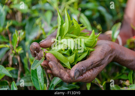 Manciata di appena raccolto le foglie di tè, Sri Lanka Foto Stock