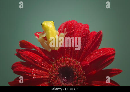 Vista posteriore di una rana in miniatura seduto su un fiore di gerbera Foto Stock