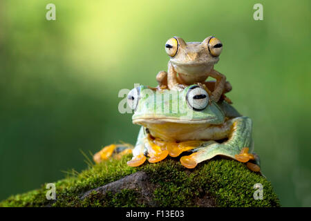 Piccola rana seduto su un altro rana Foto Stock