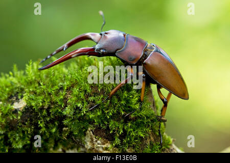 Primo piano di un coleottero stag su una roccia mussosa, Indonesia Foto Stock