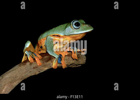 Ritratto di una rana seduta su di un ramo Foto Stock