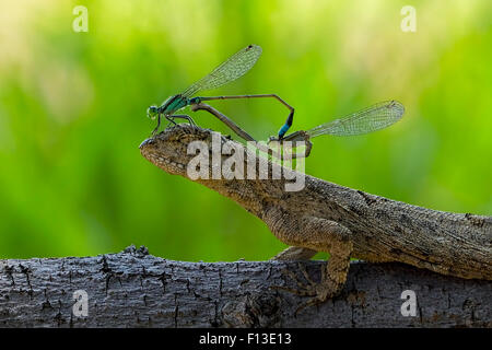 Due coniugati damselflies seduti sulla testa di una lucertola Foto Stock