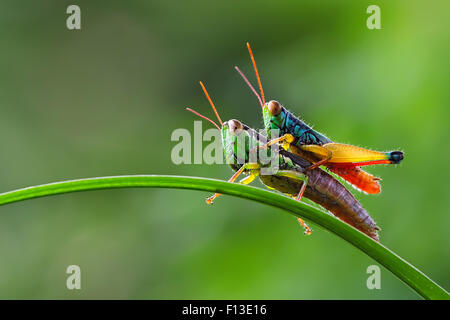 Grasshopper seduto sulla parte superiore di un altro grasshopper Foto Stock